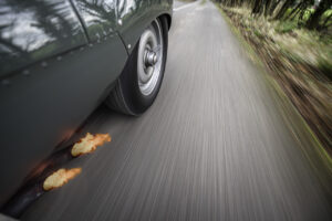 Close-up of a car’s rear wheel driving quickly on a road, with flames coming out of the exhaust pipes underneath the car. The image is motion-blurred to emphasize speed. Trees and grass are visible along the roadside.